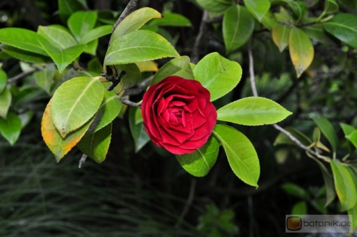 Camellia konronkoku -- Kamelie konronkoku